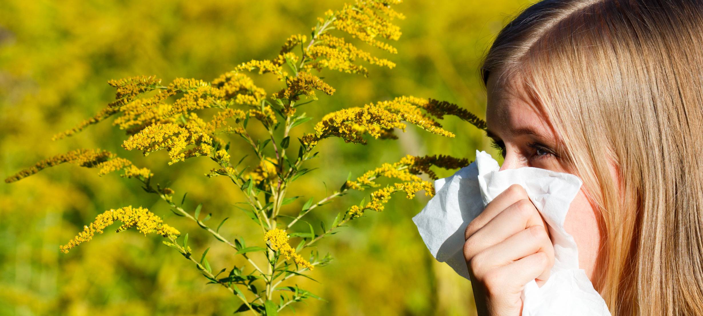 Pflanze sorgt bei Allergikern für Probleme