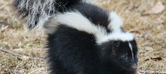 Wem gehört das Stinktier?