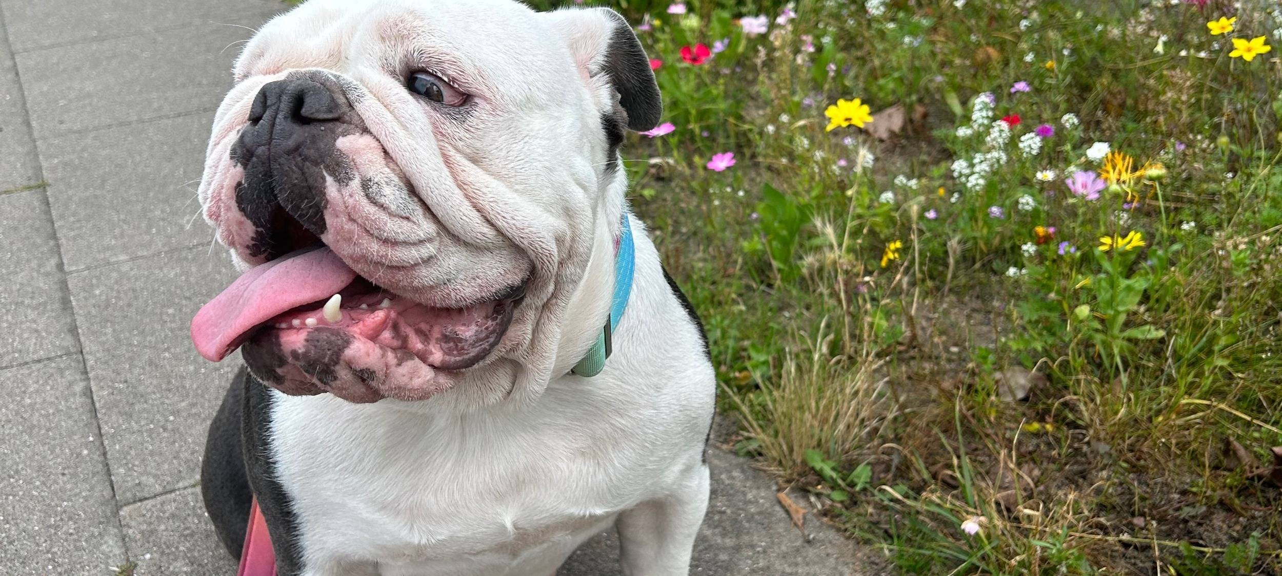 Hackfleisch-Falle in Herscheid