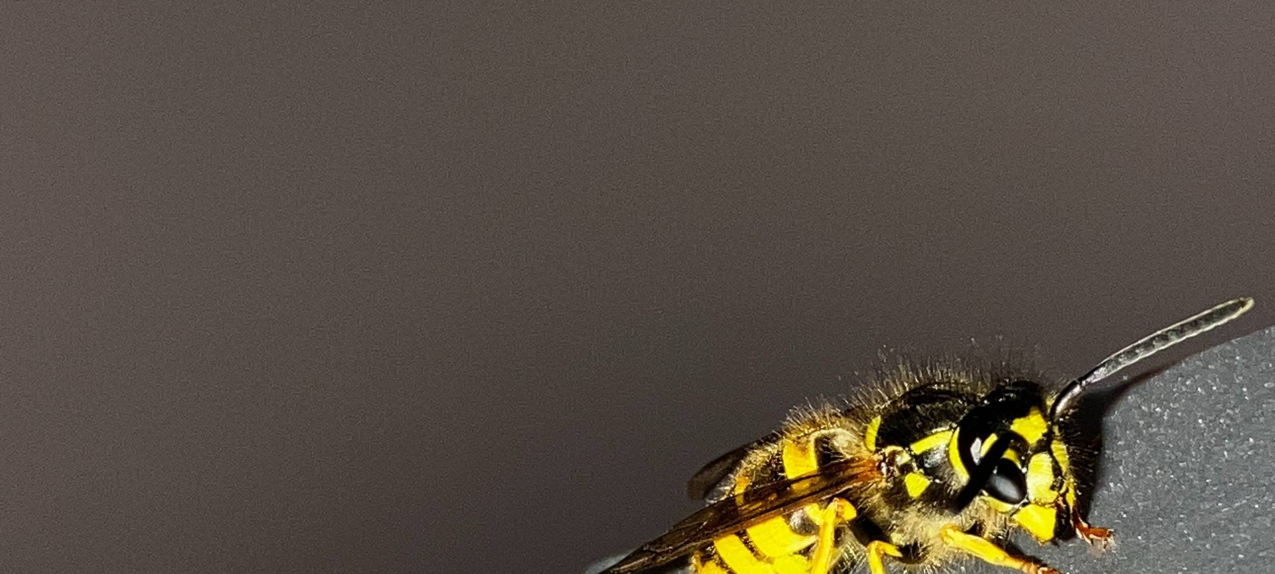 Verbraucherzentralen im MK geben Tipps zu Umgang mit Wespen