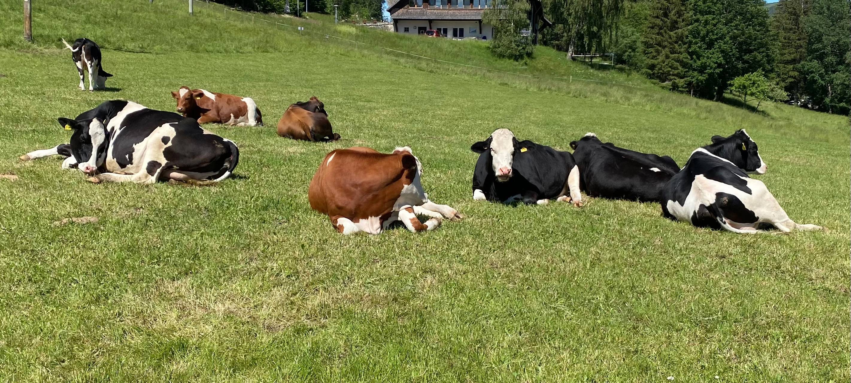 Tierseuche breitet sich im Märkischen Kreis aus