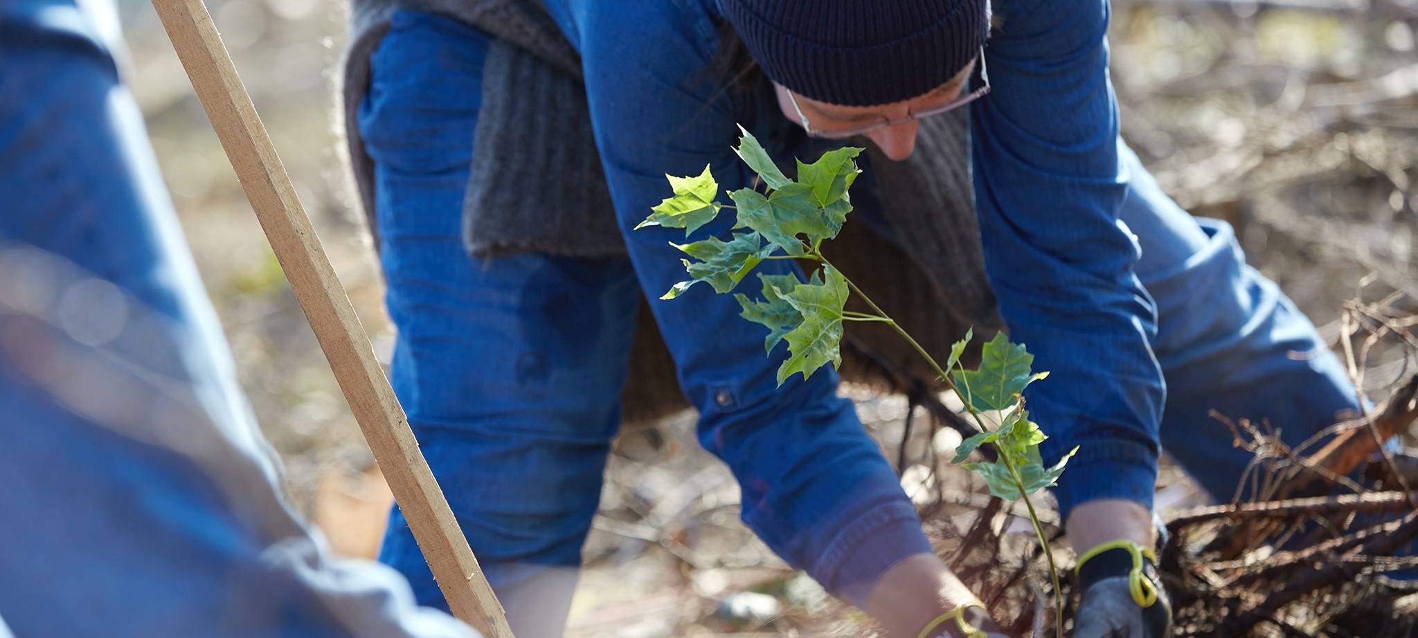 Helfer für Aufforstungsaktion in Hemer gesucht