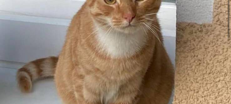 Kater Toni aus Lüdenscheid wird vermisst