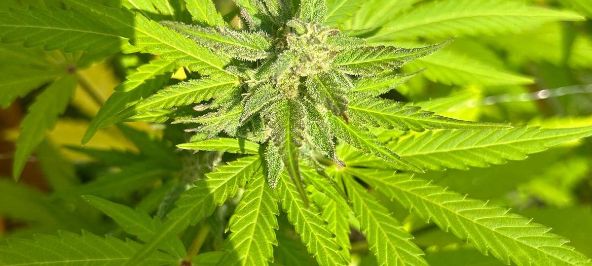 Freiluft Cannabis aus Werdohl