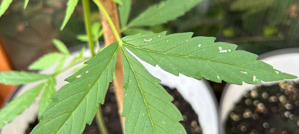 Nächster Cannabis Club im Märkischen Kreis erhält Lizenz