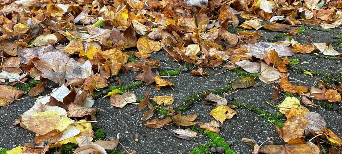 Das Herbstlaub sieht nicht nur schön aus - es macht auch Arbeit: Dabei solltet ihr das Laub aber ordnungsgemäß entsorgen.
