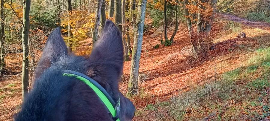 Herbstfotos aus dem Märkischen Kreis