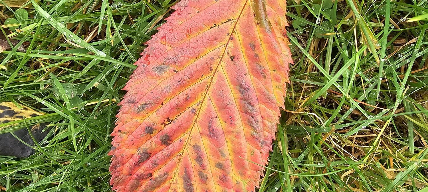 Herbstfoto von Kathi Kayser aus Hemer
