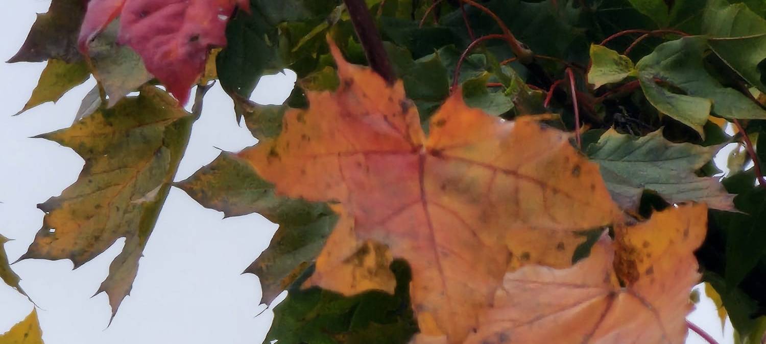 Herbstfoto von Kathi Kayser aus Hemer