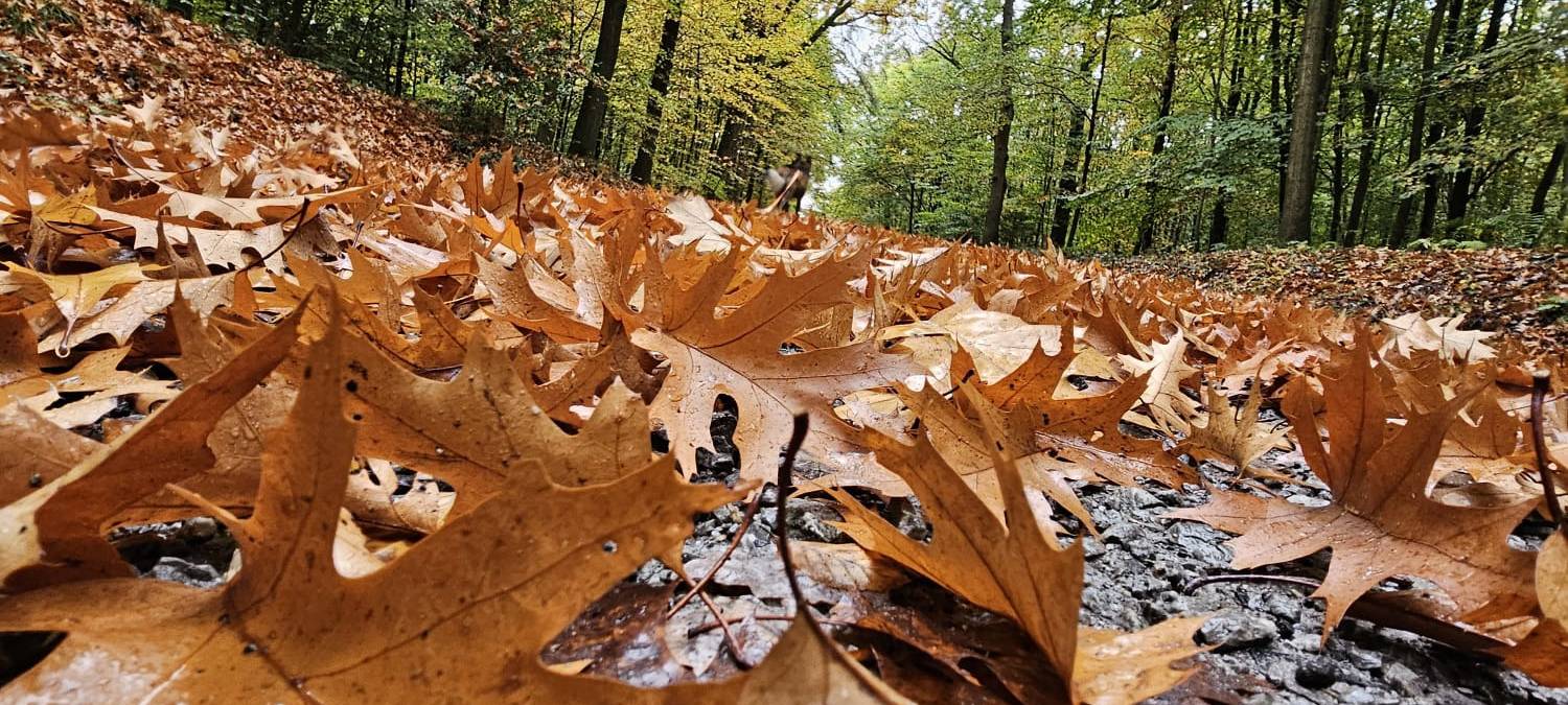 Herbstfoto von Kathi Kayser aus Hemer