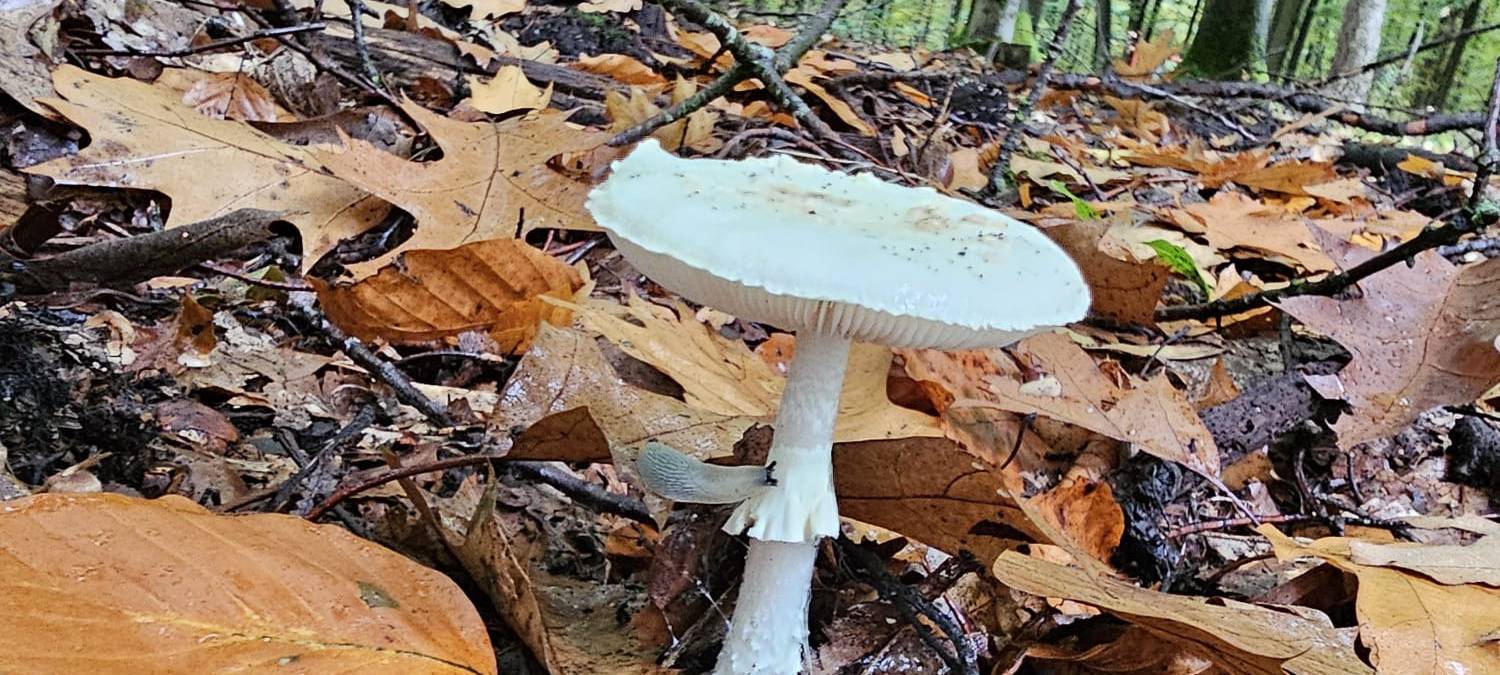 Herbstfoto von Kathi Kayser aus Hemer
