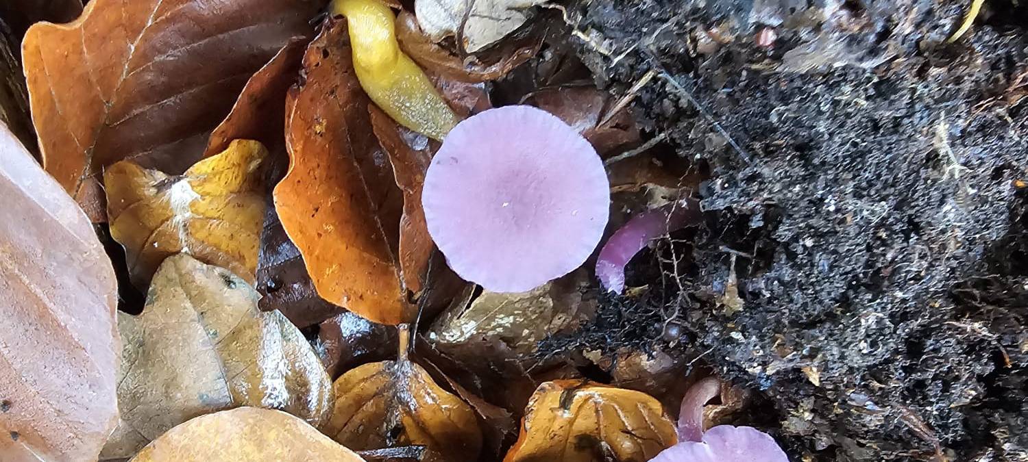 Herbstfoto von Kathi Kayser aus Hemer