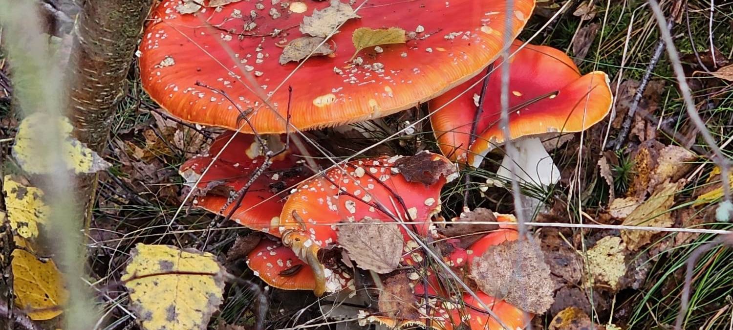 Herbstfoto von Kathi Kayser aus Hemer