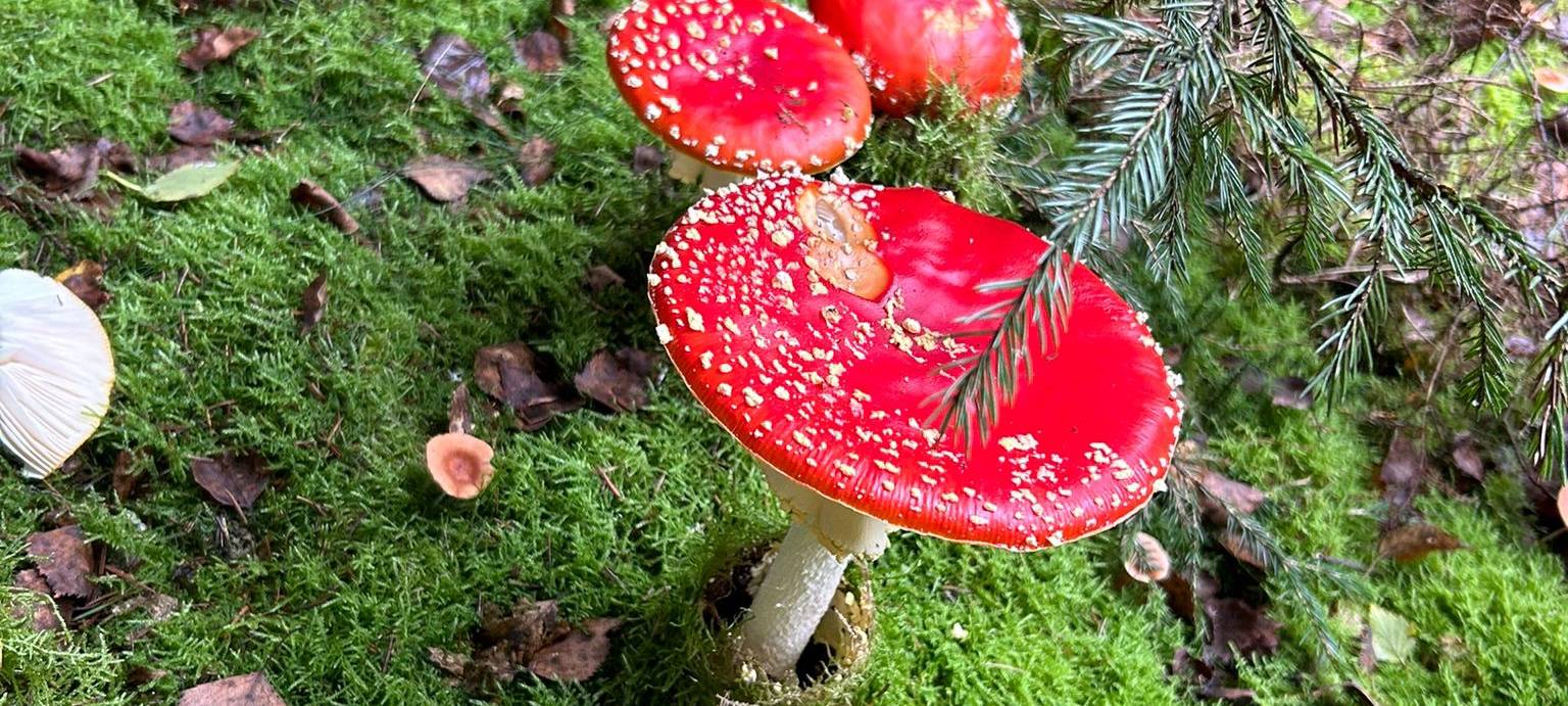 Herbstfoto von Kathi Kayser aus Hemer