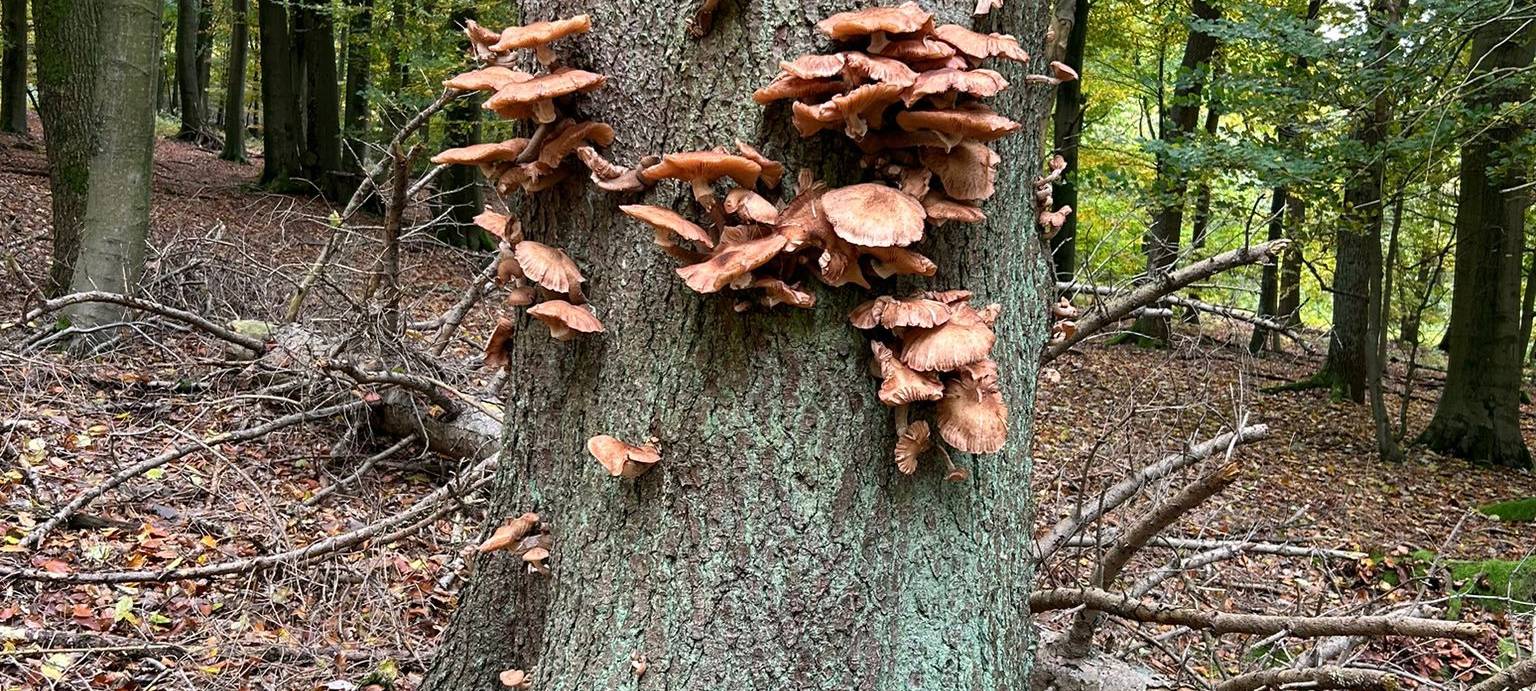 Herbstfoto von Kathi Kayser aus Hemer