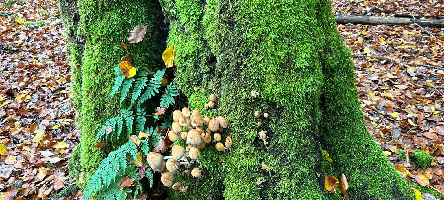 Herbstfoto von Kathi Kayser aus Hemer