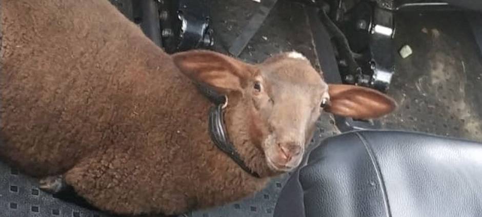 Schaf an die Hundeleine gelegt