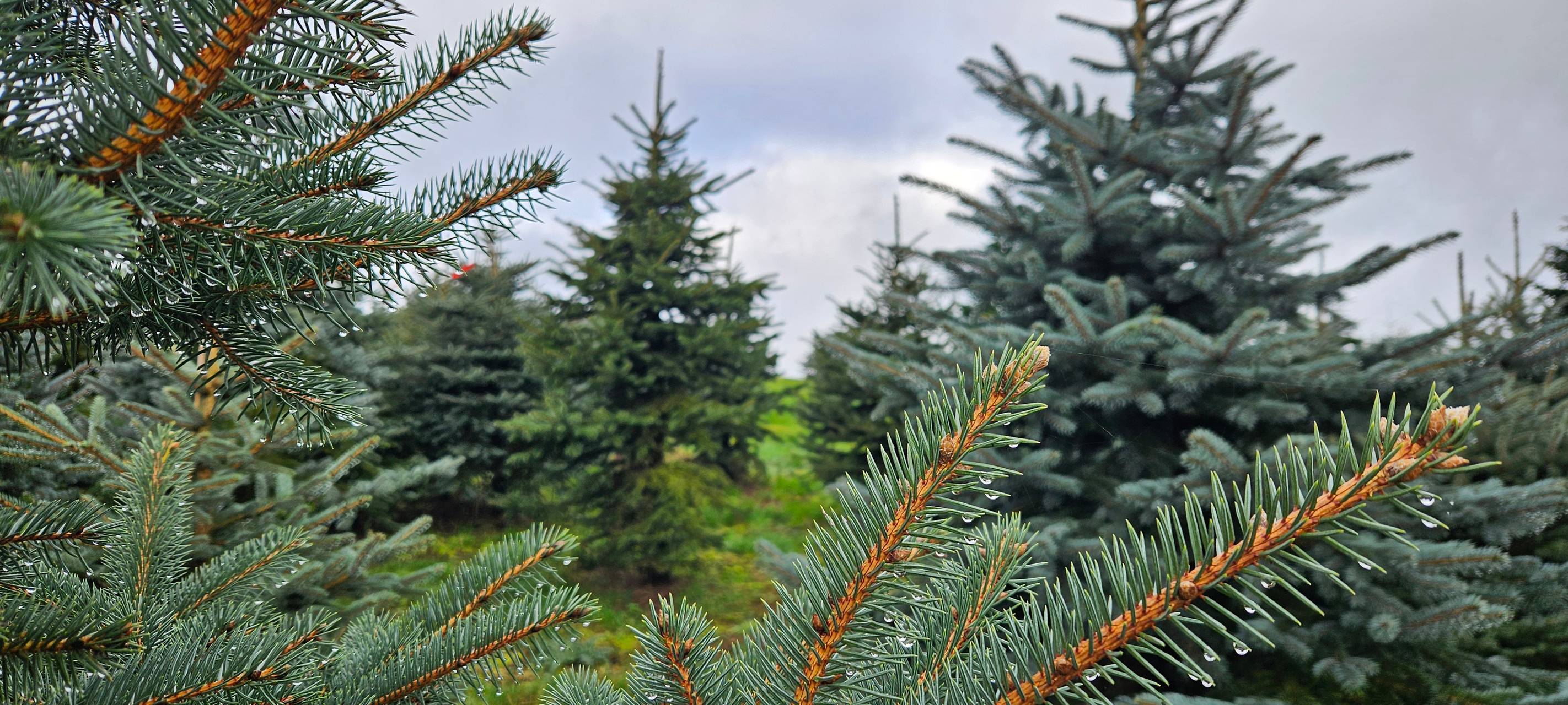 Preise für Weihnachtsbäume im Märkischen Kreis stabil