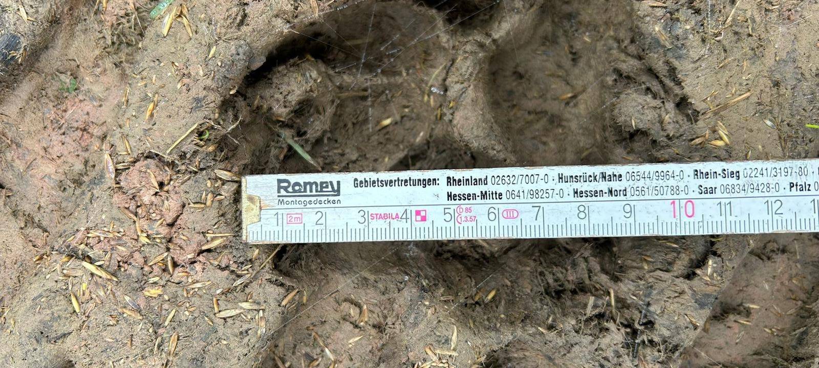 Die Rückkehr des Wolfs im Märkischen Kreis