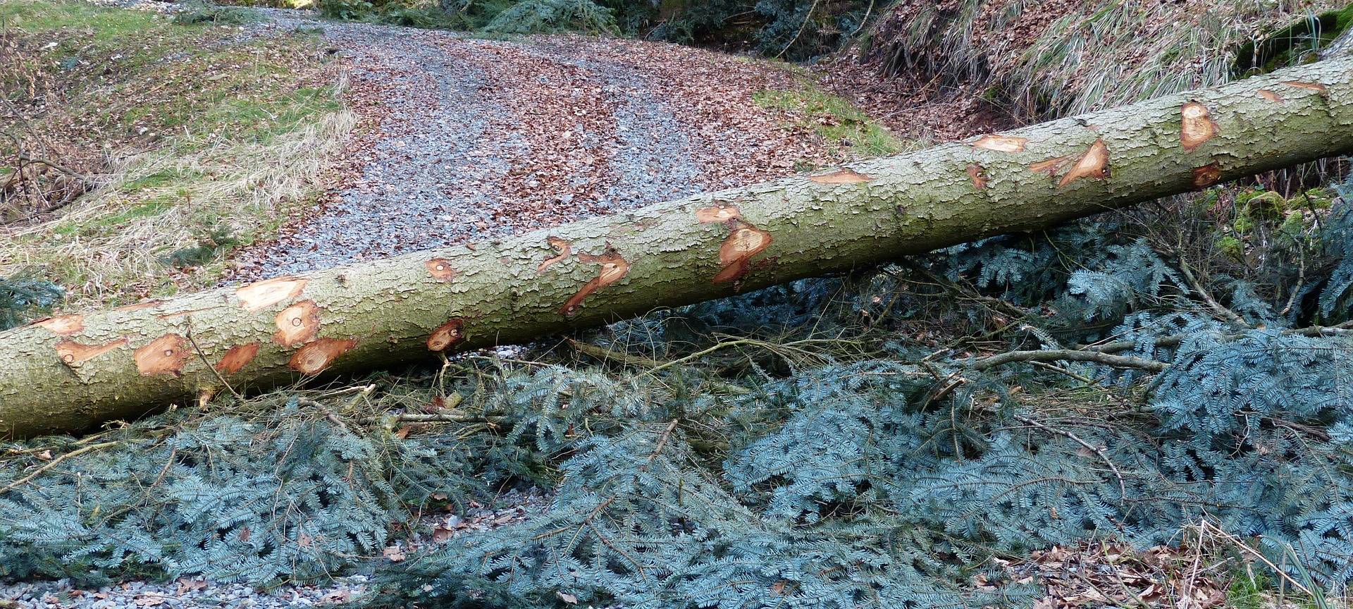 Sturm haut Bäume um und hebt Dachpfannen ab