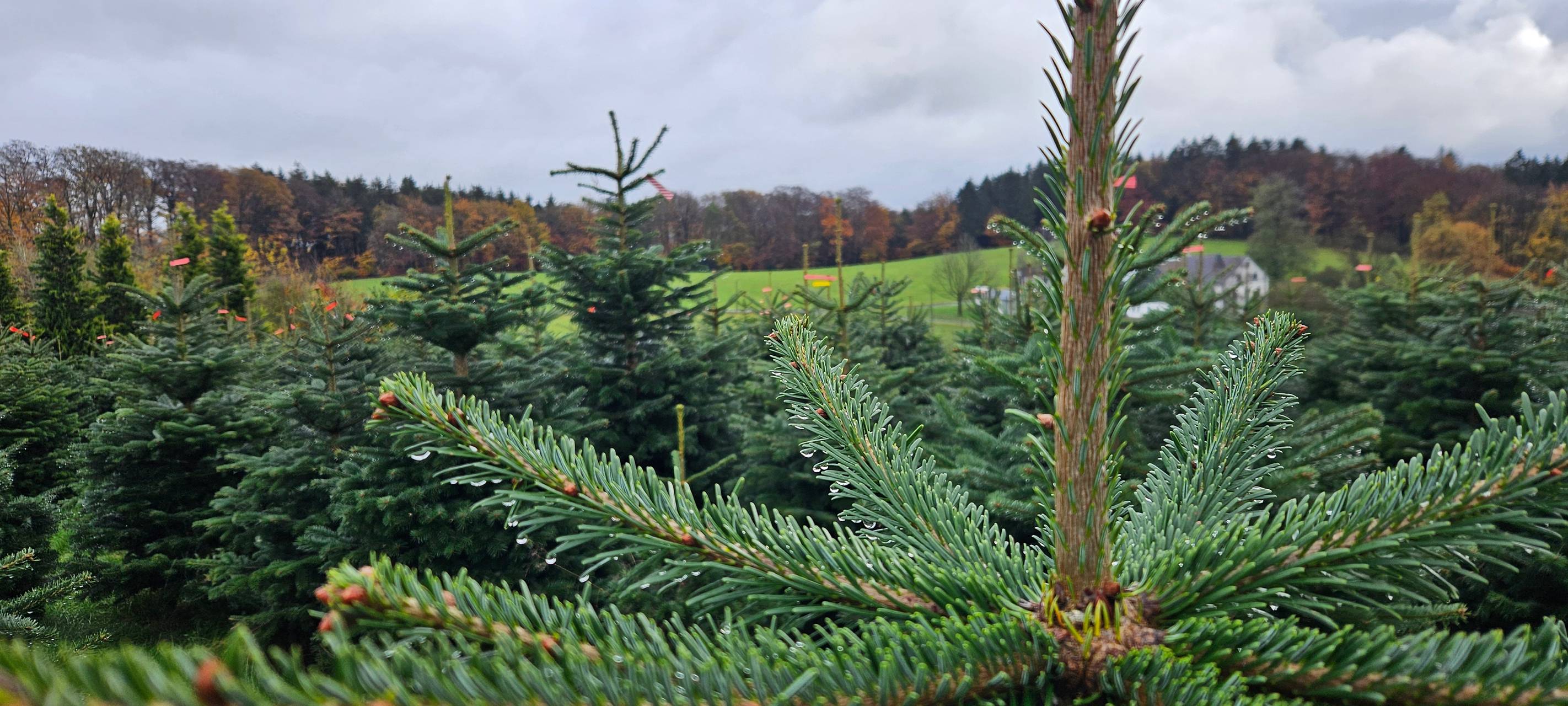Weihnachtsbaumverkauf der Löschgruppe Sundwig