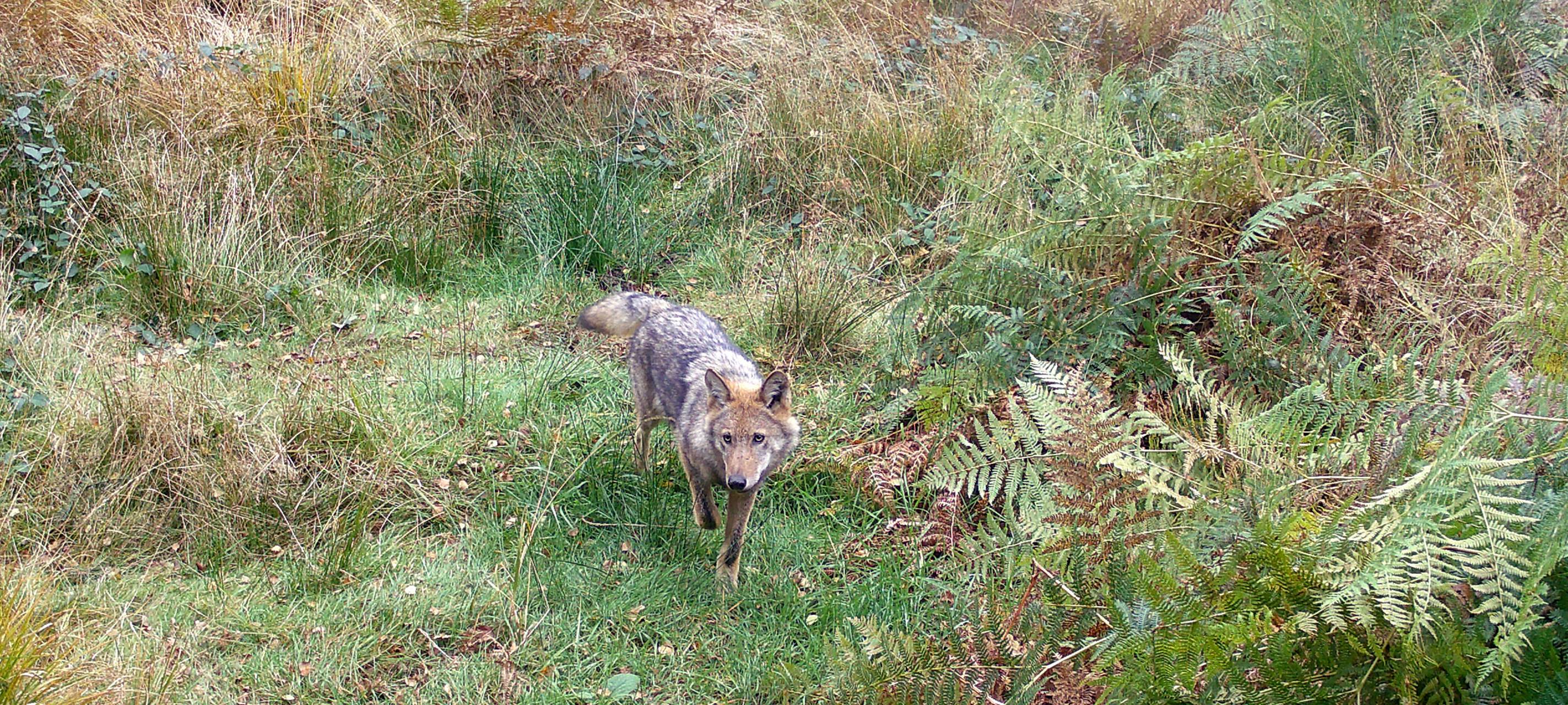 Vortrag zum Thema Herdenschutz