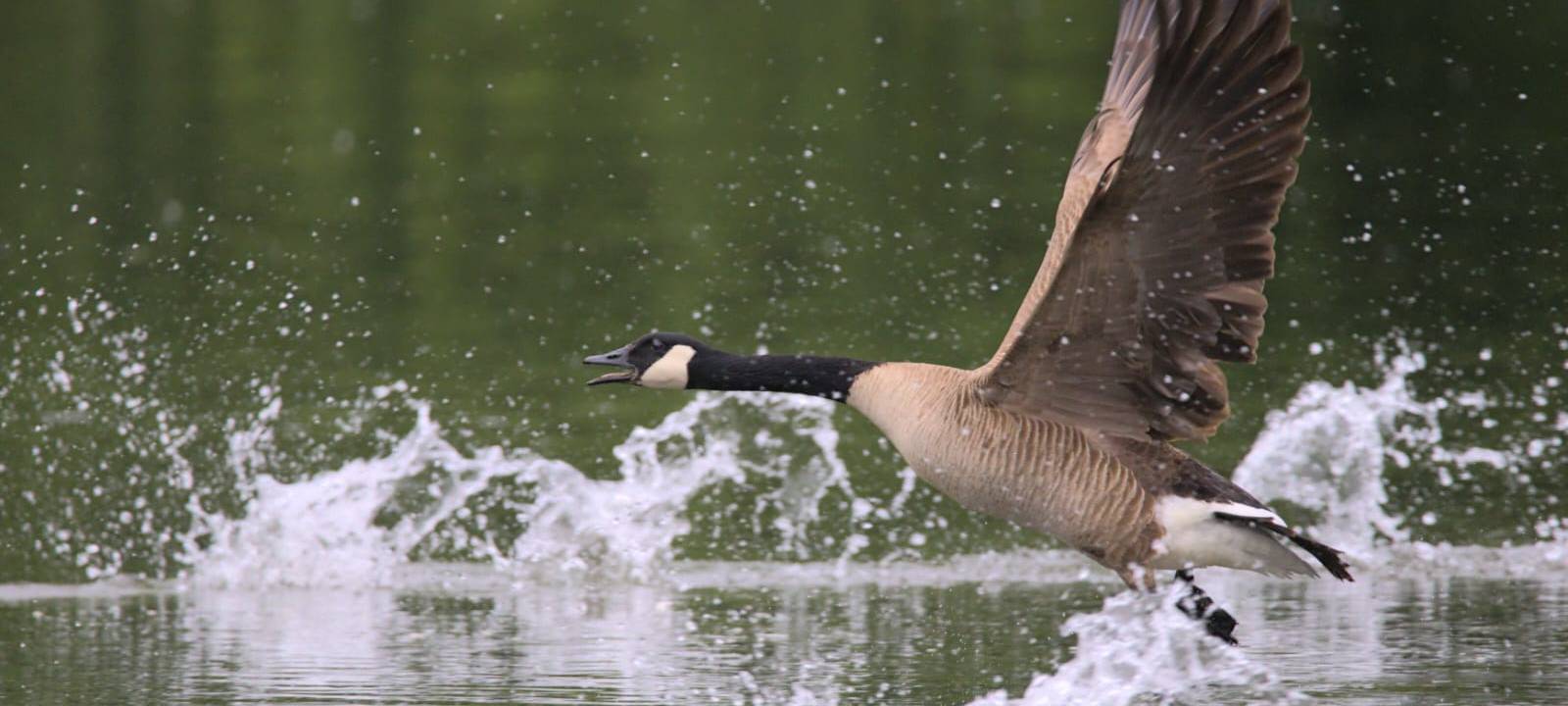 Zu viele Gänse am Seilersee