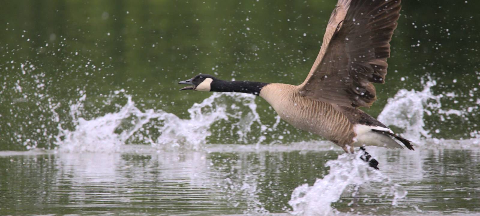 Weitere Drohnenflüge gegen Gänse am Seilersee