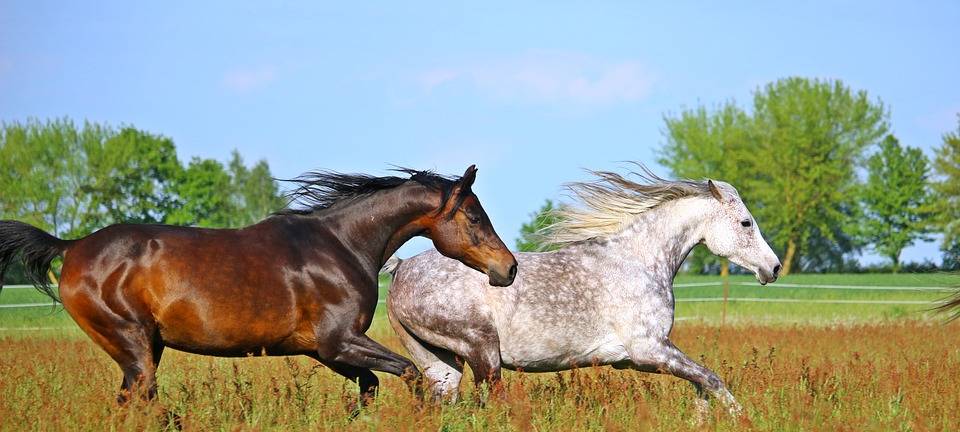 Pferde auf der Autobahn
