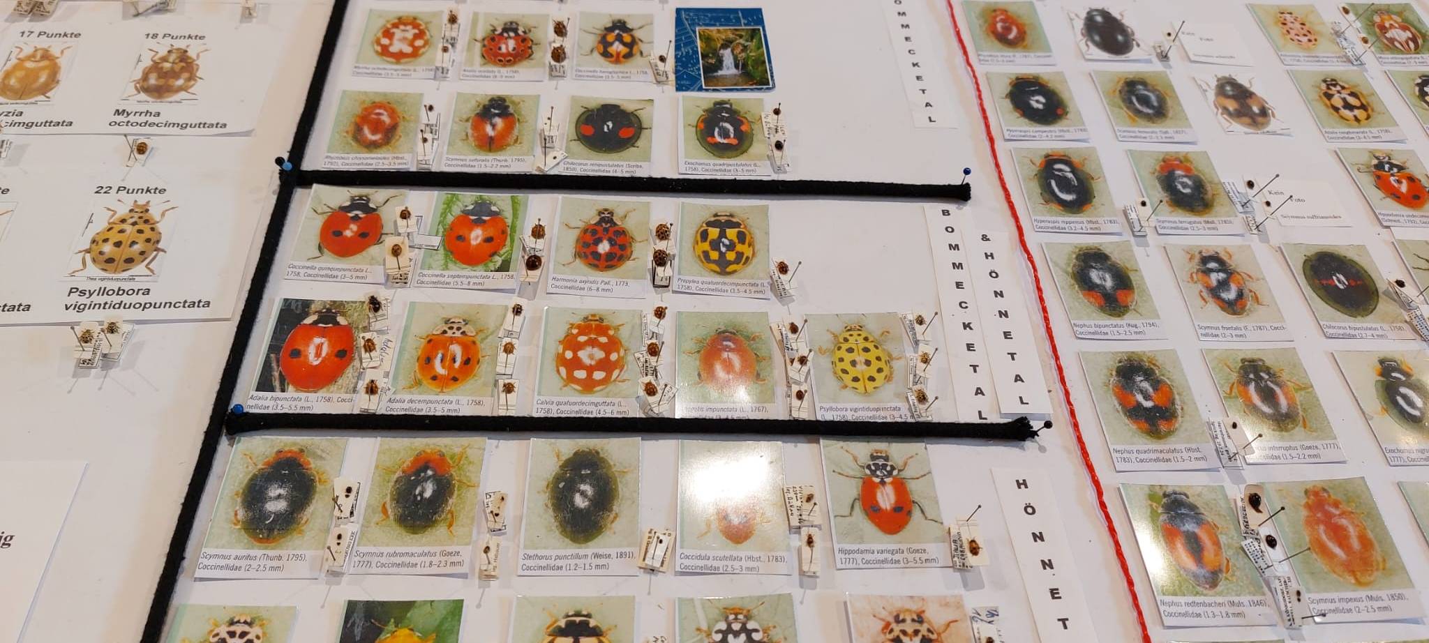 Marienkäferausstellung in Plettenberg