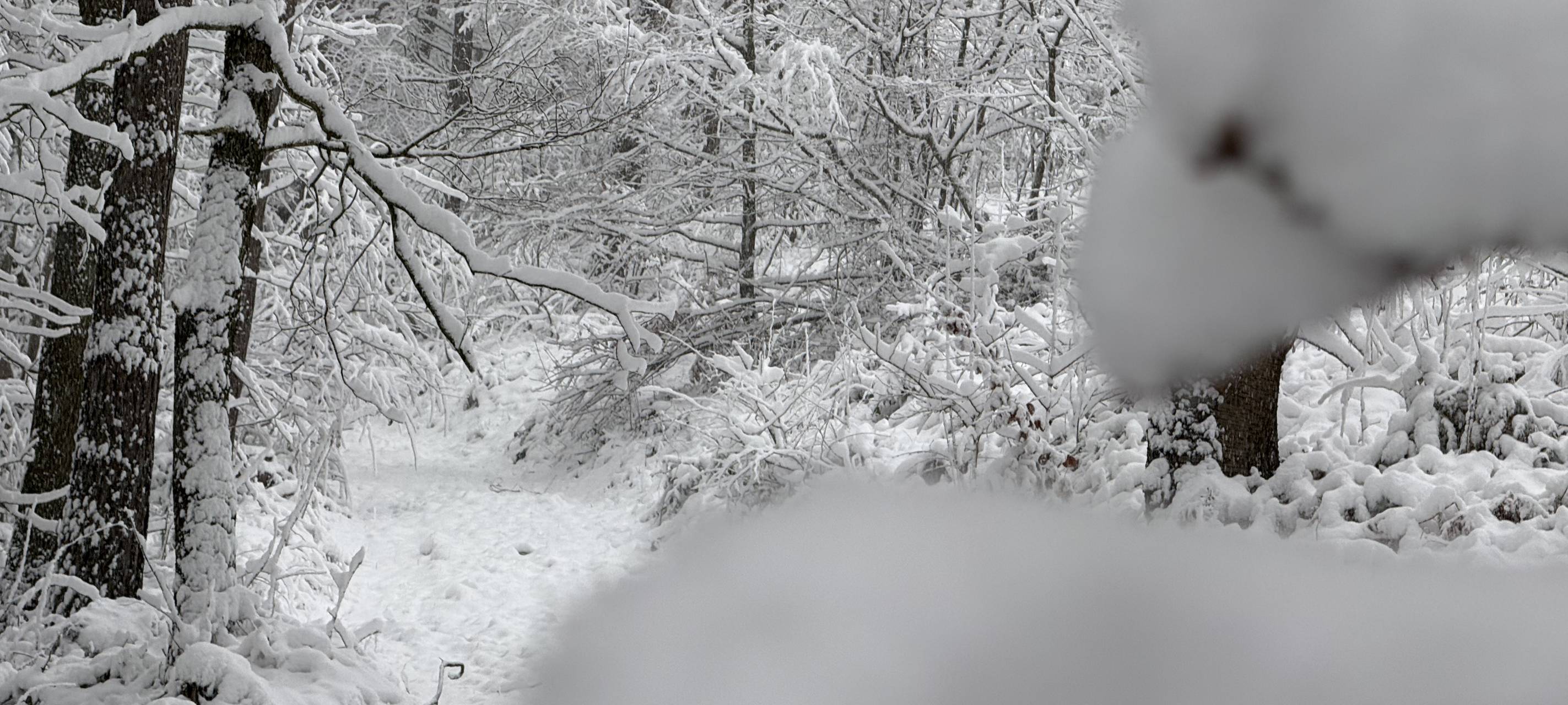 Gefahren im Wald: Schneelast und umstürzende Bäume