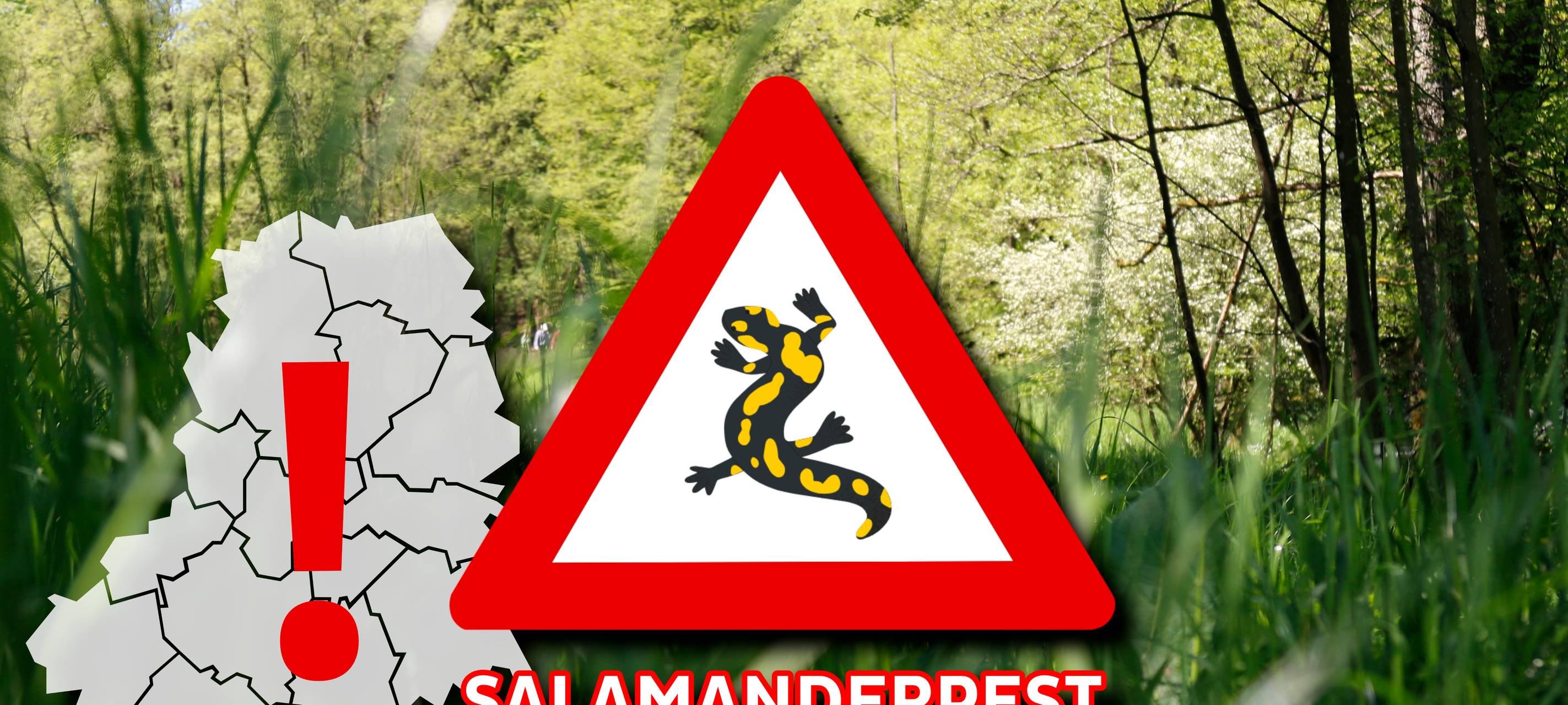 Salamanderpest im Märkischen Kreis