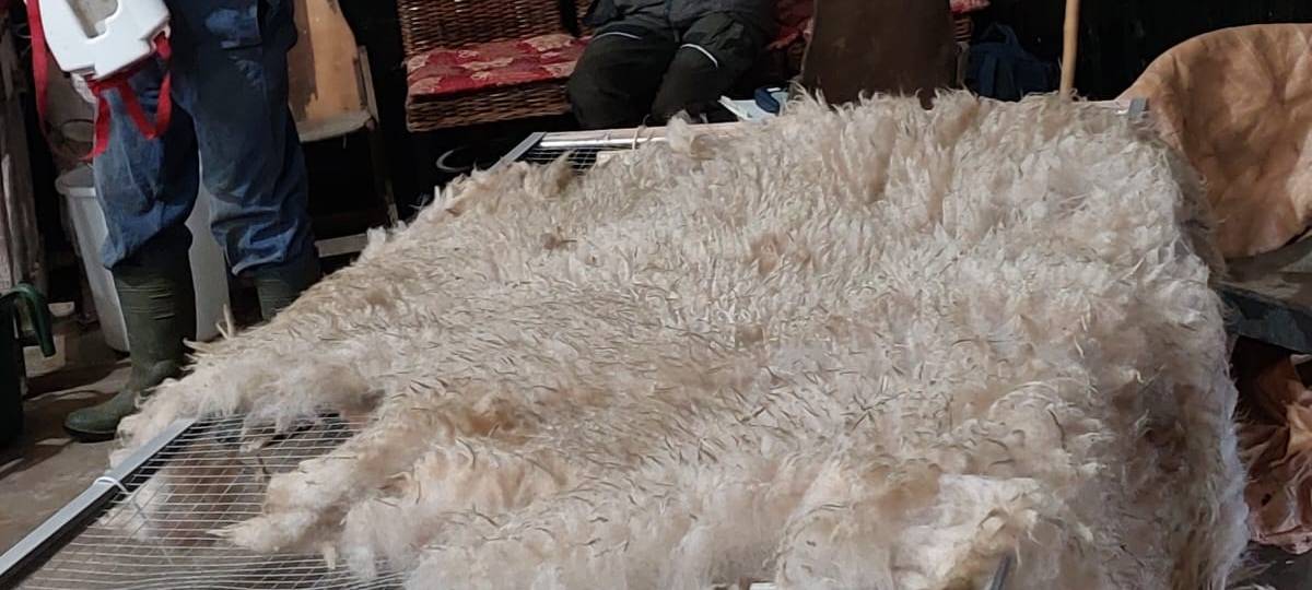 Live-Schafsschur in Iserlohn