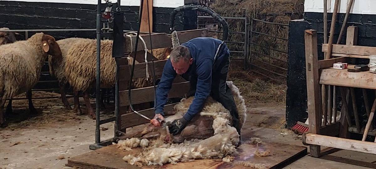 Live-Schafsschur in Iserlohn