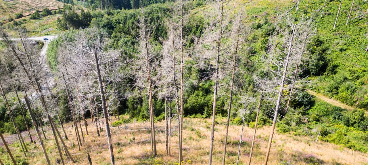 Die Luftaufnahme zeigt vom Borkenkäfer zerstörte Fichtenwälder auf einer Waldfläche der Niedersächsischen Landesforsten im Oberharz