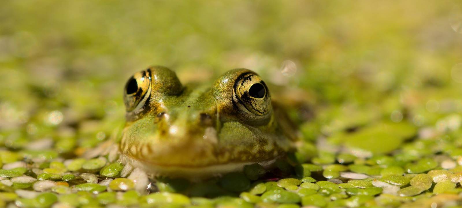 Amphibienwanderung im Märkischen Kreis