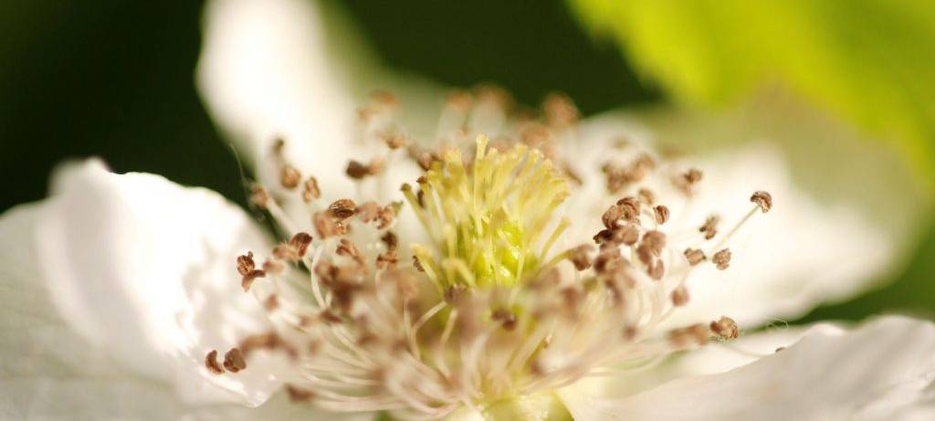 Erste Pollen im Märkischen Kreis