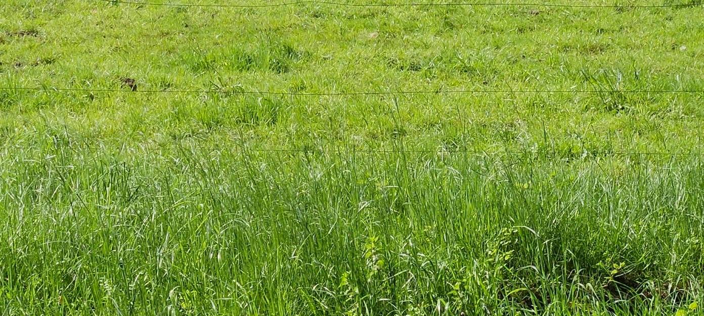 Impfung gegen Blauzungenkrankheit im Märkischen Kreis