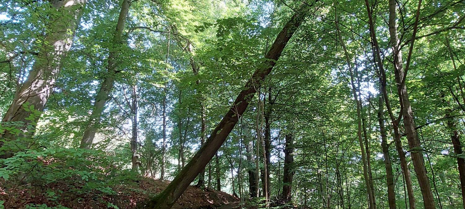 Mountainbike-Trails in Lüdenscheid werden eröffnet