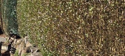 Vogelschutz: Schneiden von Hecken verboten!