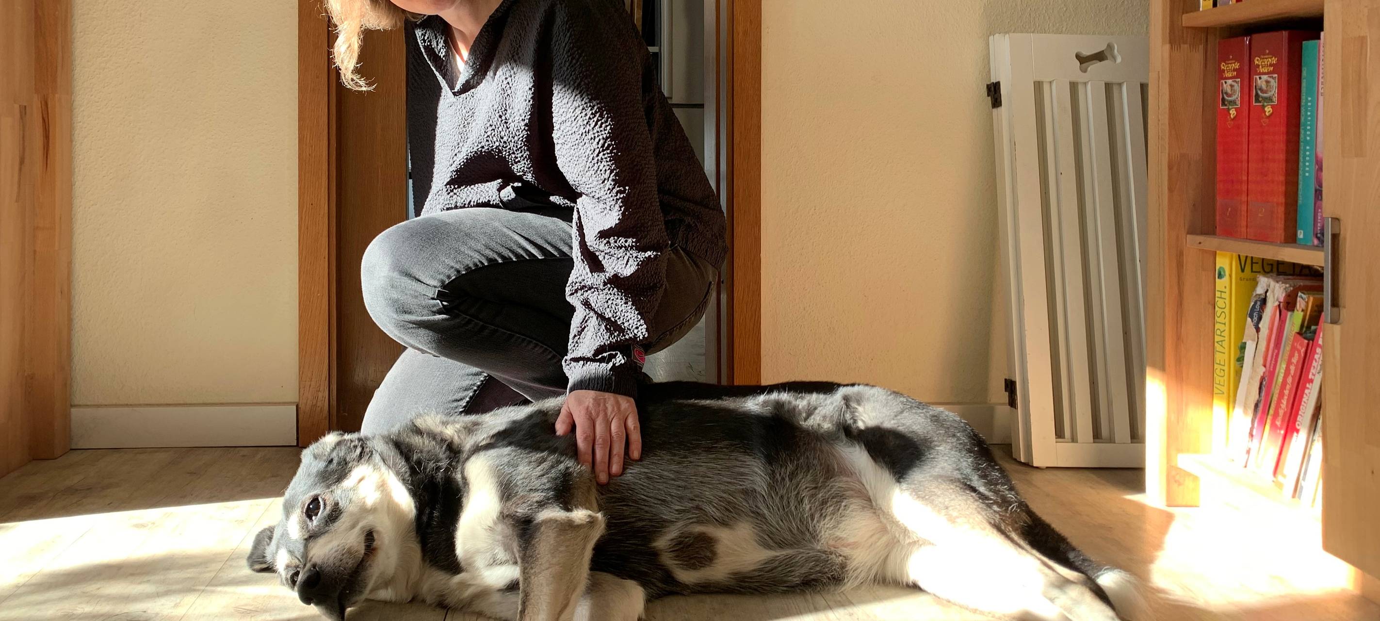 Schulhunde im Märkischen Kreis