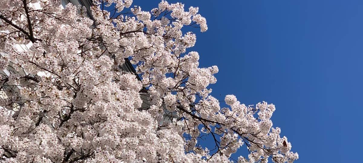 Symbolfoto: Frühling