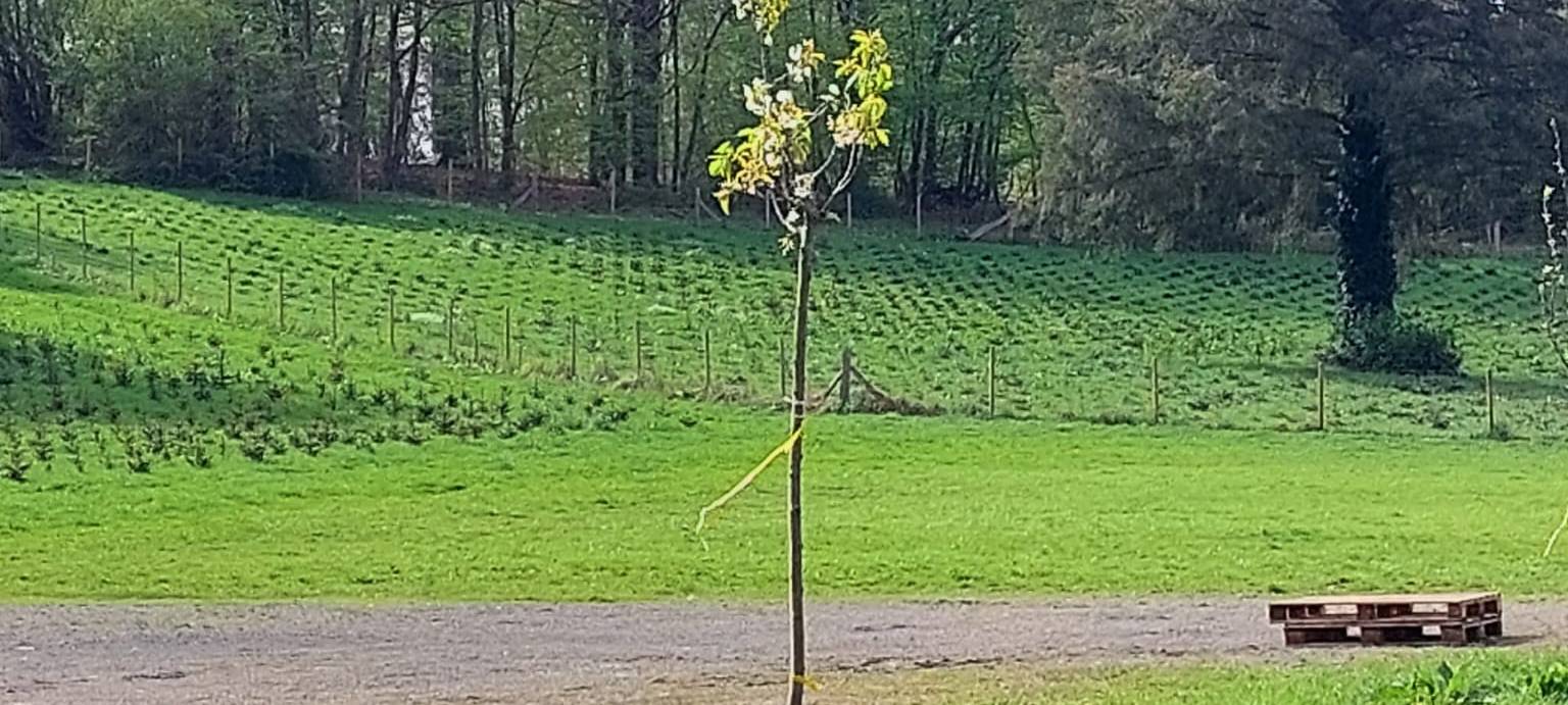 Iserlohn pflanzt gefährdete Bäume