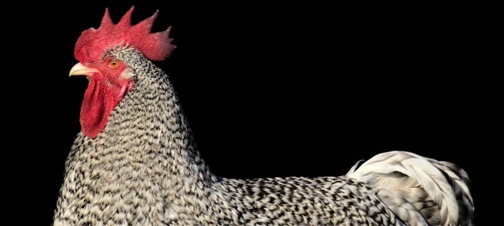 Geflügelpest in Nachrodt-Wiblingwerde