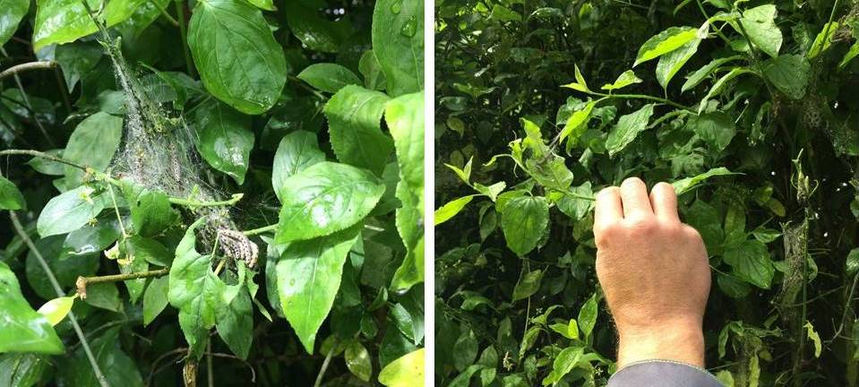 Entwarnung: Doch kein Eichenprozessionsspinner in Iserlohn