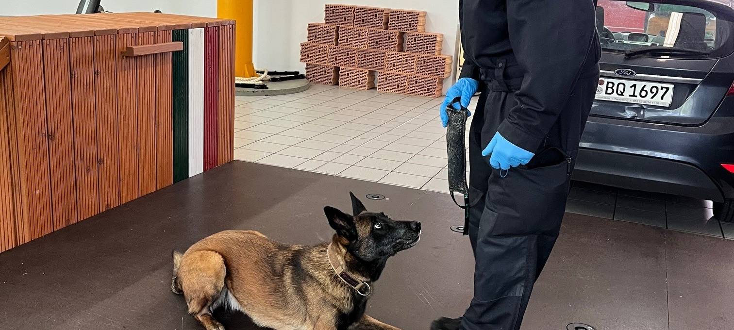 Datenspürhund Alva kann Telefone riechen!