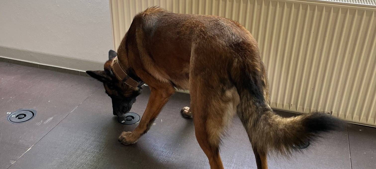 Datenspürhund Alva kann Telefone riechen!