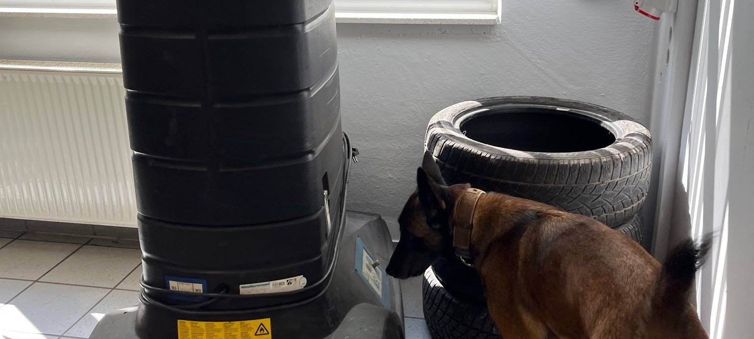 Datenspürhund Alva kann Telefone riechen!