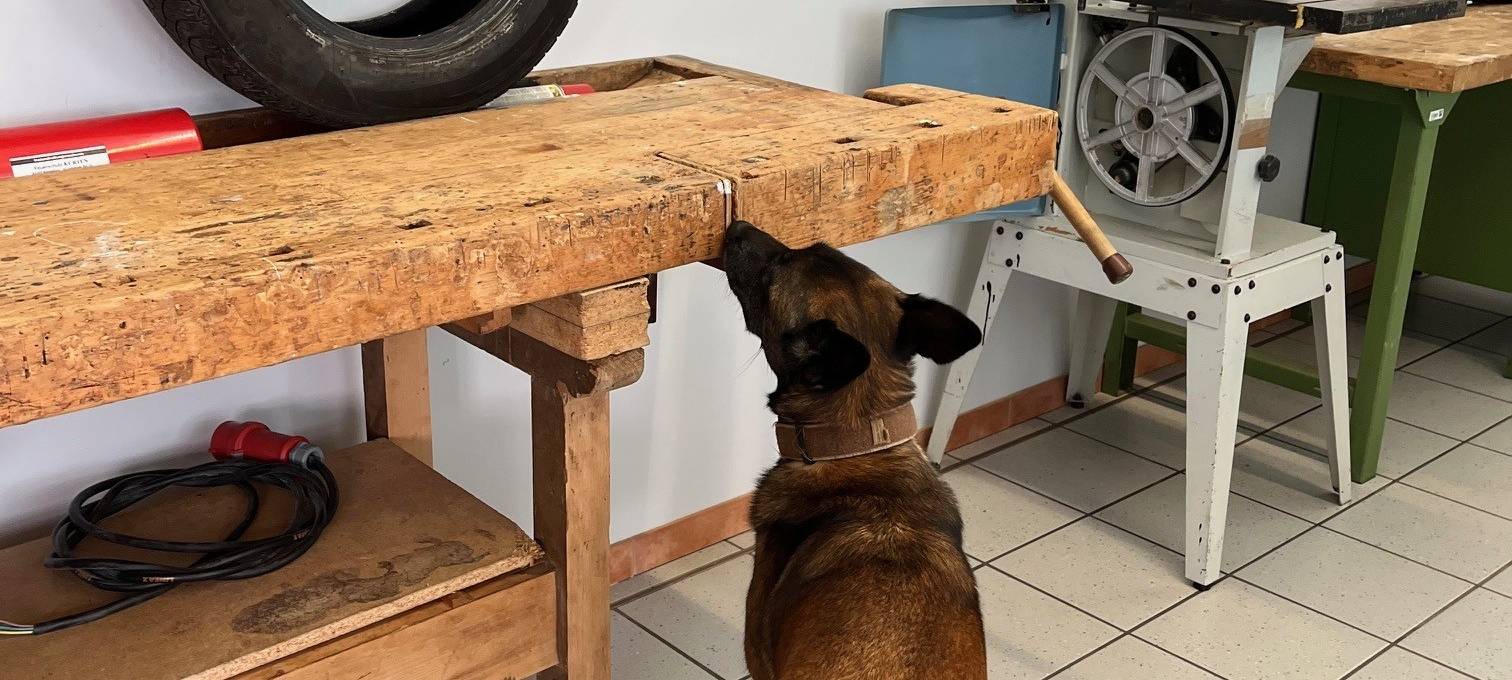 Datenspürhund Alva kann Telefone riechen!