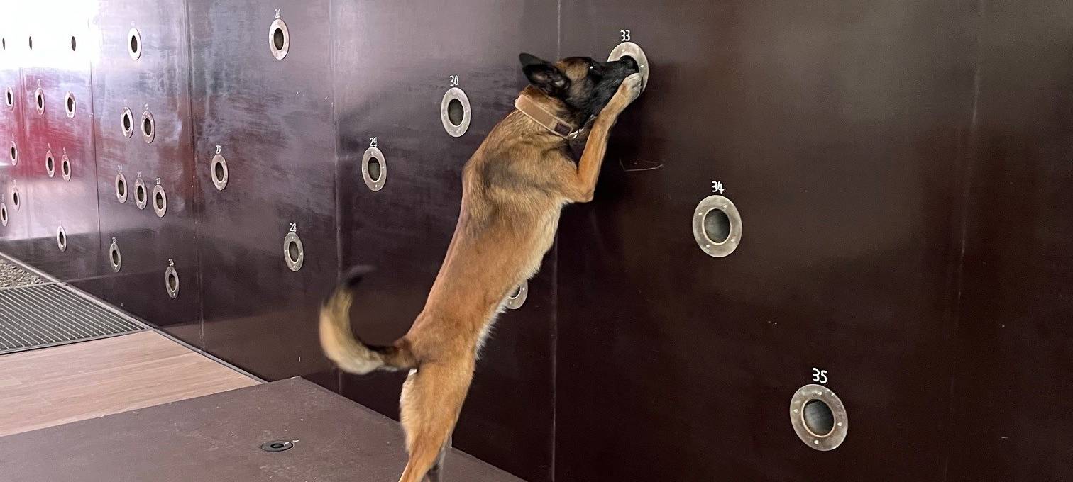 Datenspürhund Alva kann Telefone riechen!